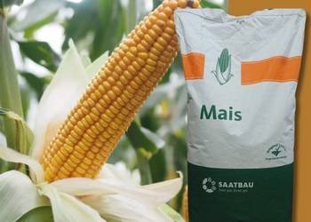 Kukurydza BOLOGNA + Optiplus Kukurydza BOLOGNA + Optiplus