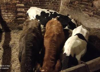 Sprzedam byczki i jałówki zarłaki