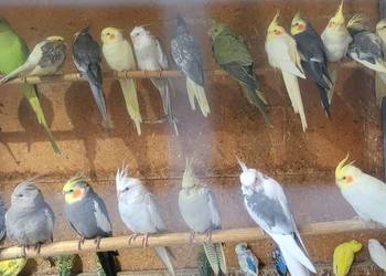 Papugi nimfy młodziutkie