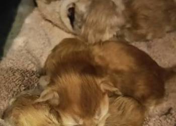 zapowiedź miotu Maine Coon