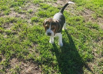 Szczeniaki beagle tricolor