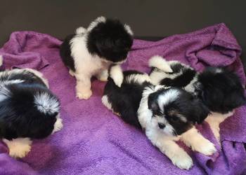 **SUCZKI PIESKI **  Shih tzu szczenięta. Hodowla domowa