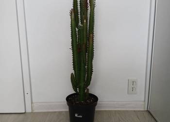 Euphorbia Trigona Rubra 84 cm wilczomlecz bordowy piękny gęsty