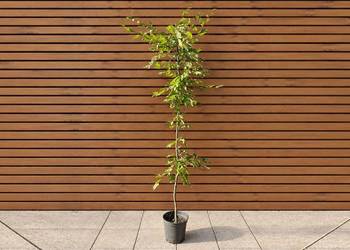 Grab pospolity 'Foliis Argenteovariegatis Pendula', wys. 210 cm