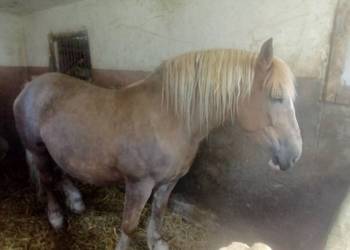 Klacz zimnokrwista wysokoźrebna