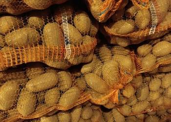 Ziemniaki jadalne Soraya Melody