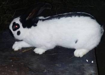 Sprzedam samca srokacz niemiecki