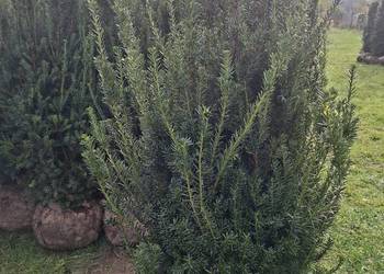 Piękne Cisy Gotowy Żywopłot Baccata,Hillii 160-200 cm