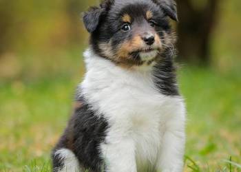 Owczarek szetlandzki sheltie nie border collie