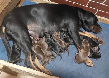 Gończy polski szczeniaczki