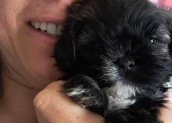 shih-tzu czarny  Hodowla psów rasowych Polski Dog
