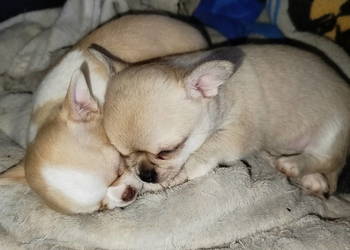 Chihuahua sunia krótkowłosa mini