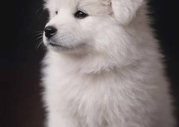 Samojed / Samoyed suczka