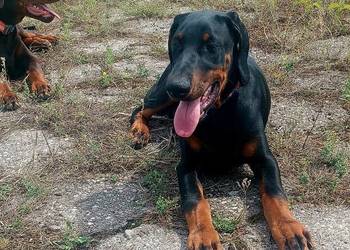 Doberman FCI .Cudowny chłopczyk