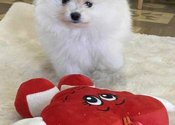 SZPIC MINIATUROWY POMERANIAN ŚLICZNA MALUTKA SUNIA