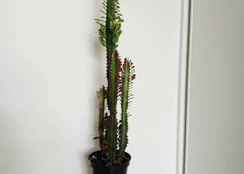 2w1 UNIKAT Euphorbia Trigona Rubra + Green wilczomlecz bordowy+zielony 76cm