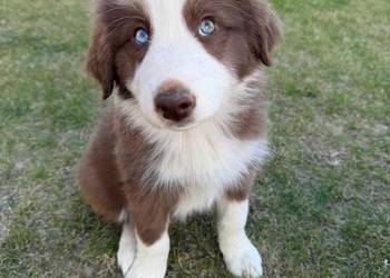 Szczeniaki Border Collie