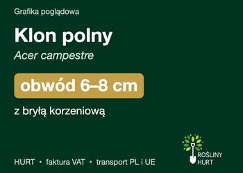 Klon polny (Acer campestre) obwód 6-8 cm, z bryłą – HURT