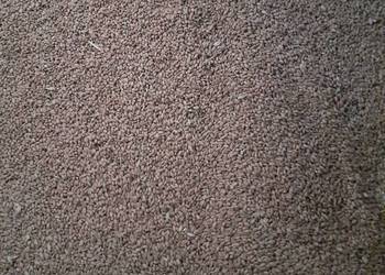 Pszenica ładne grube ziarno