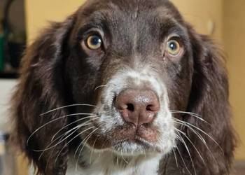 Płochacz niemiecki WACHTELHUND - Piesek Jack