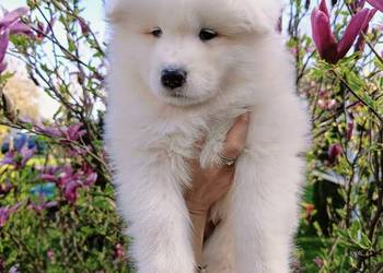 Szczeniaki Samoyed do odbioru początek maja