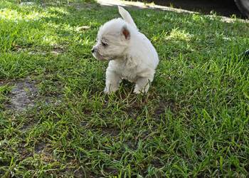 Szczenięta West Highland White Terrier terrier