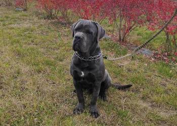 Cane corso 9 miesiecy