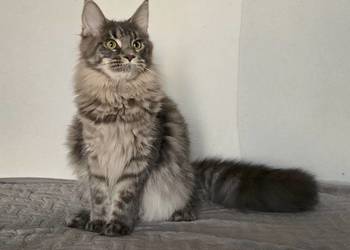 Koteczka Maine Coon Liri