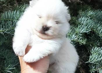 Szpic miniaturowy pomeranian miś