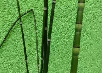 Skrzyp zimowy (Equisetum hyemale), nazywany polskim bambusem