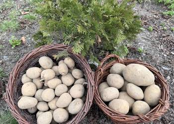 Ziemniaki tajfun - do jedzenia i sadzenia