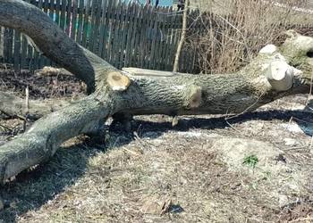 Kłoda orzech włoski