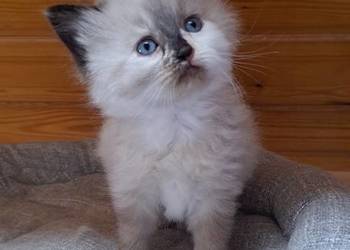 Kotka syberyjska neva masquerade tortie szylkret