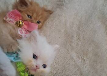 Kotki gotowe do zamieszkania w nowym domu