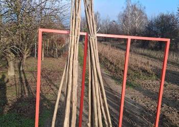 Podkładki do szczepienia klon modrzew katalpa i morwa