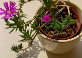 Trichodiadema bulbosum kwitnie osłonka ceramiczna sukulent z kolekcji