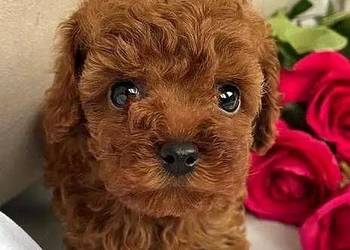 Sliczne szczenieta Pudel toy red /brown