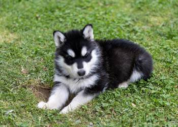 Piękna Sunia Siberian Husky szczenię
