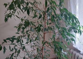 Sprzedam roślinę doniczkową Kwiat FICUS