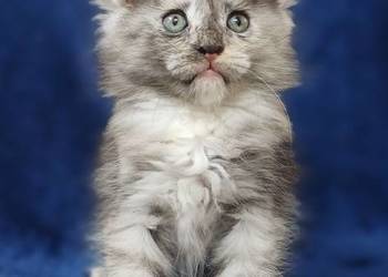 Maine Coon kotka do hodowli  rodowód FPL