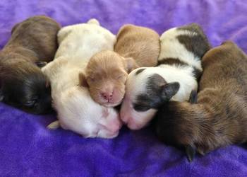 Suczka piesek Hawańczyk po Championach FCI  ZKwP