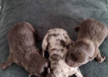 Szpic miniaturowy szczenięta