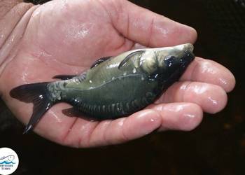 Karp królewski
