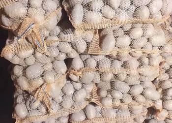 Ziemniaki jadalne soraya