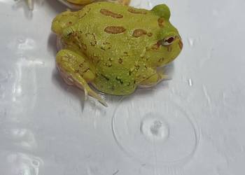 Żaba rogatą pikachu