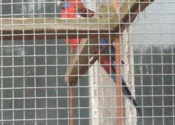 Rozella Królewskie 2025rok Rozella Królewskie 2025rok