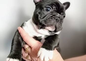 Buldog francuski, buldożek francuski