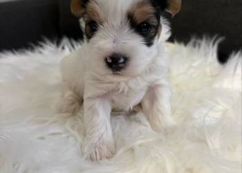 Do Rezerwacji Mario Yorkshire Terier Biewer