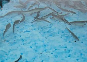 Świerzy Pstrąg teczowy