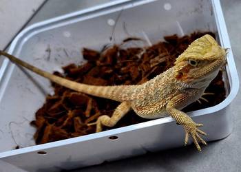 Agama brodata samiczka